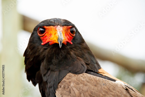 Close-up of a light-headed black-headed African eagle resting on a perch in South Africa