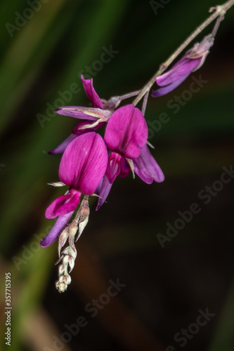 Thunberg s Lespedeza  Lespedeza thunbergii 