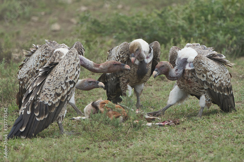 White backed vulture group Gyps africanus eating carrion impala Old World vulture family Accipitridae