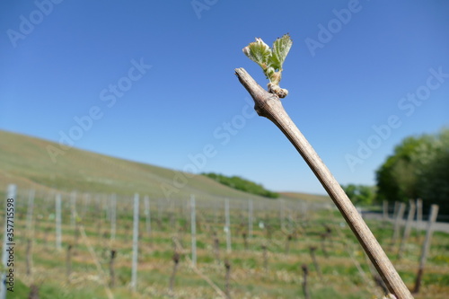 Zweig der Weinrebe mit Blattaustrieb und Weinbergen im Hintergrund photo