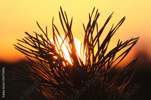 Sunset breaking through the pine needles.