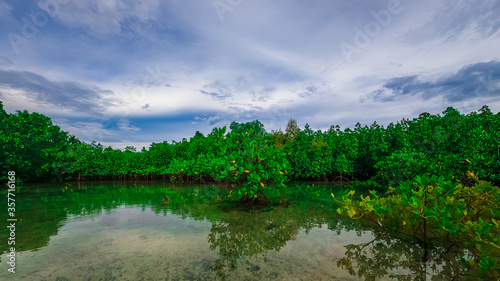 mangroves on an island with a reflection in the water photo