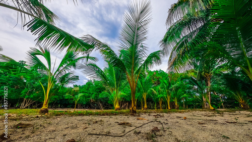 coconut trees on the shore of the island