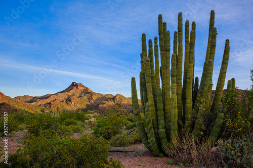 The morning dawns over the Sonoran Desert of Organ Pipe National Monument in southern Arizona.