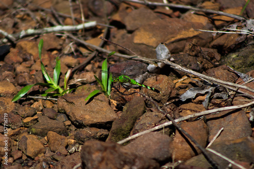 Dragon Fly