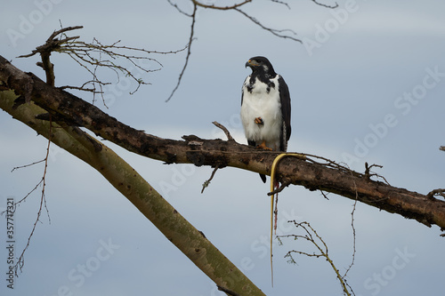 Augur buzzard Couple Buteo augurarge African bird of prey with catch eastern green mamba Dendroaspis angusticeps highly venomous snake photo