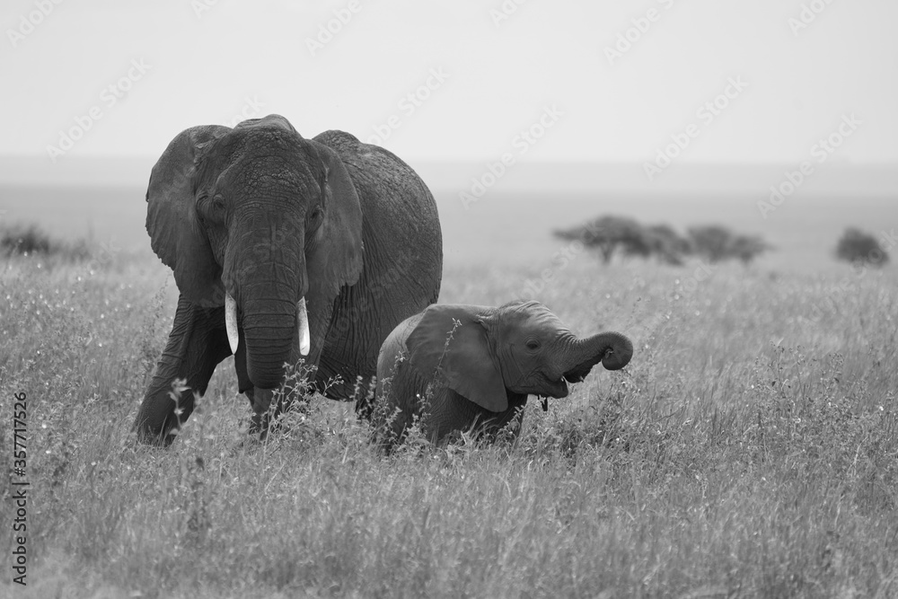 Naklejka premium Elephant Baby Amboseli - Big Five Safari -Baby African bush elephant Loxodonta africana