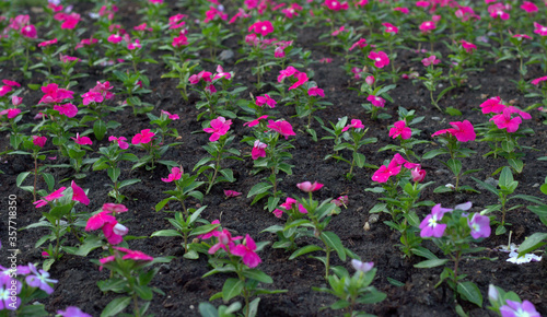 
Urban flowerbed with petunias of warm shades of purple. Bushes grow in orderly rows