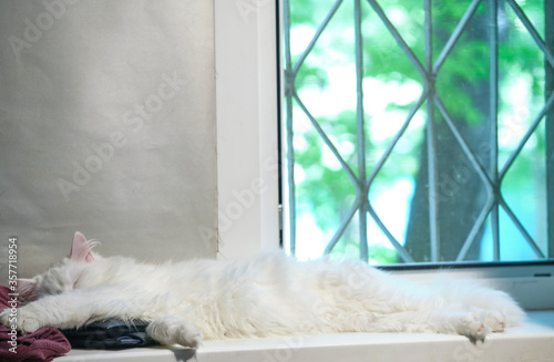 Fluffy white cat sleeps on window color
