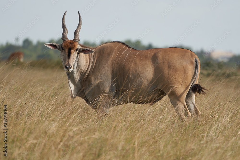 Common eland Taurotragus oryx also known as southern eland or eland antelope in savannah and plains East Africa Common eland Taurotragus oryx also known as southern eland or eland antelope in savannah and plains East Africa