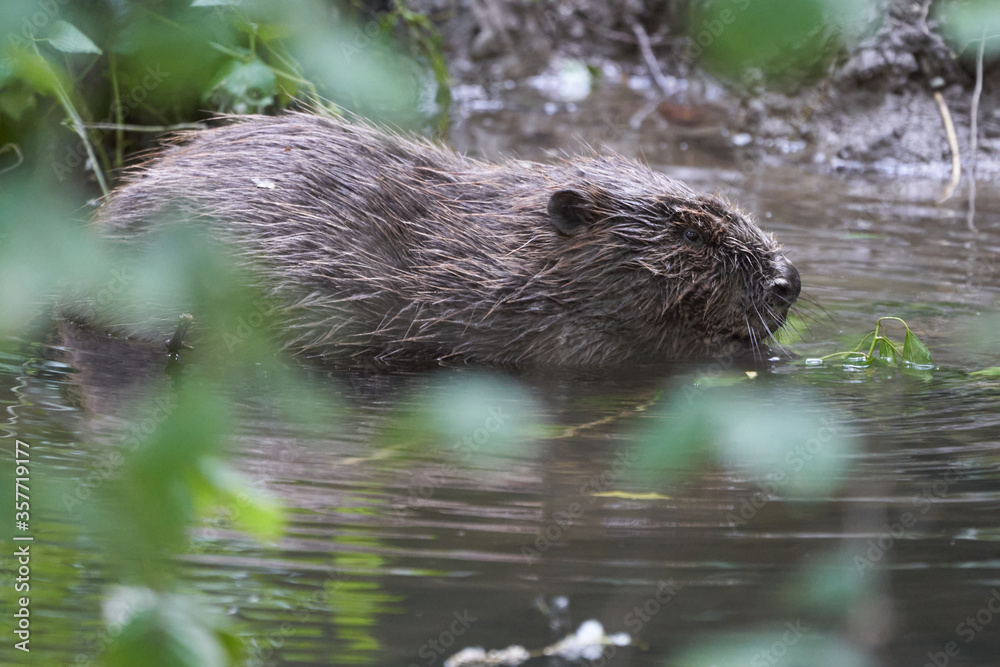 European Beaver Eurasian Castor Fiber Portrait River European Beaver Eurasian Castor Fiber Portrait River