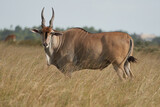 Common eland Taurotragus oryx also known as southern eland or eland antelope in savannah and plains East Africa