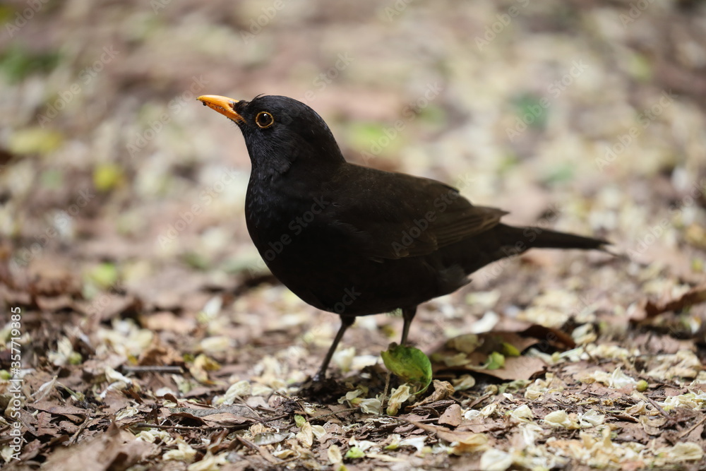blackbird on the ground, bird portrait, Poland blackbird on the ground, bird portrait, Poland