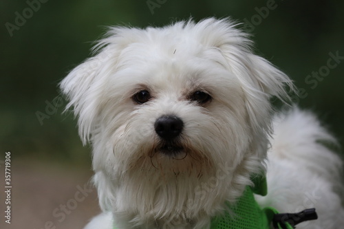 white terrier puppy, dog portrait