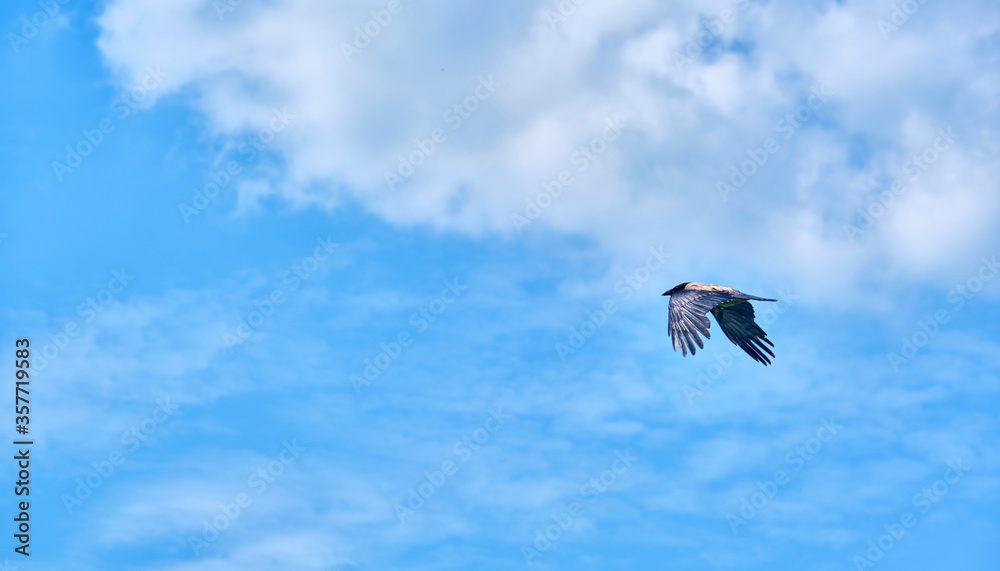 Crow beautifully flies in the sky general plan color Crow beautifully flies in the sky general plan color