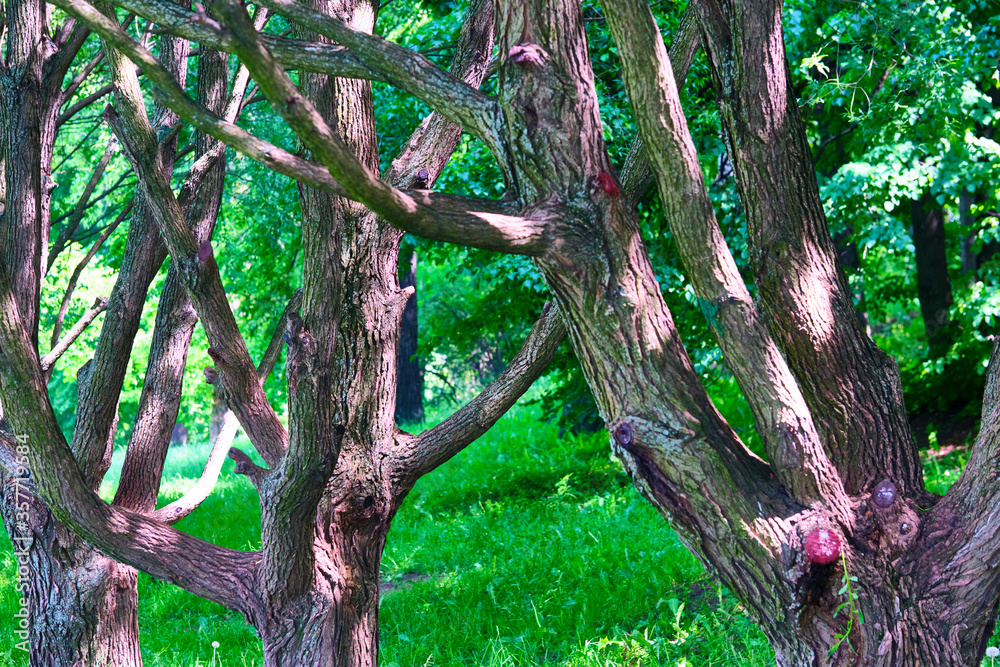 Obraz premium beautiful tree trunks general plan color