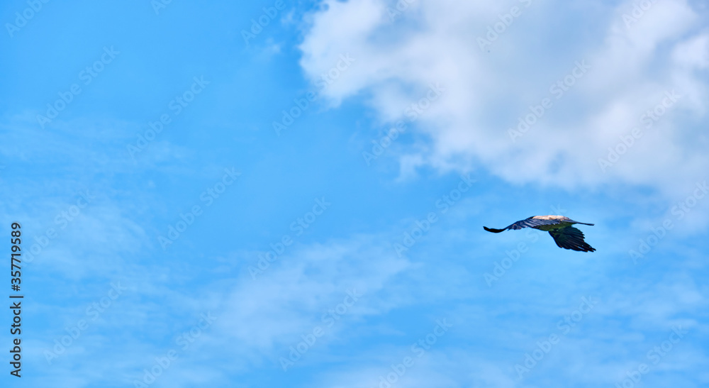 Obraz premium Crow beautifully flies in the sky general plan color