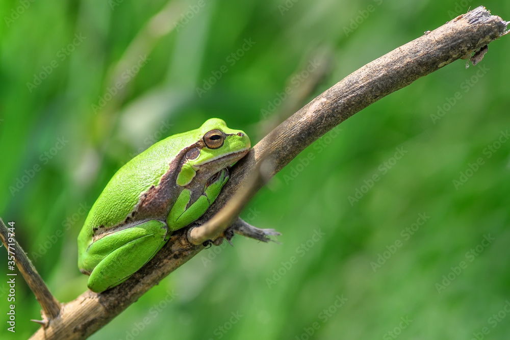 Beautiful Europaean Tree frog Hyla arborea Beautiful Europaean Tree frog Hyla arborea
