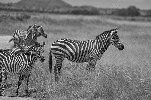  Plains zebra Equus quagga- Big Five Safari Black and white Stripped Kilimanjaro