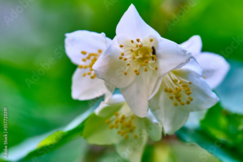 beautiful white flowers blurred background color nature