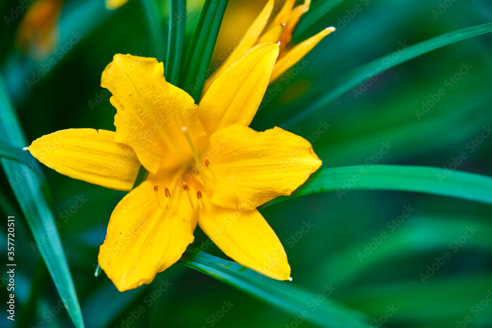 Fototapeta premium close-up of wildflowers general planm view on top
