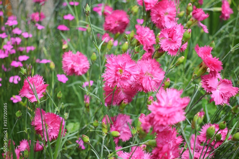 Dianthus plumarius. Pink floerws in a garden