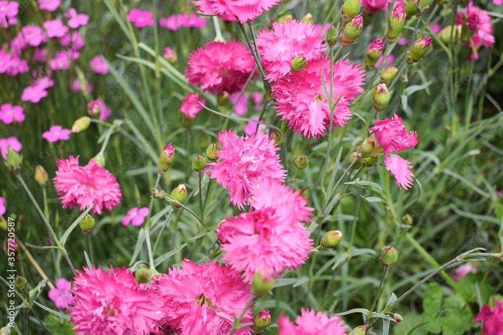 Blooming Dianthus pink. Beautiful pink flowers to a garden Blooming Dianthus pink. Beautiful pink flowers to a garden