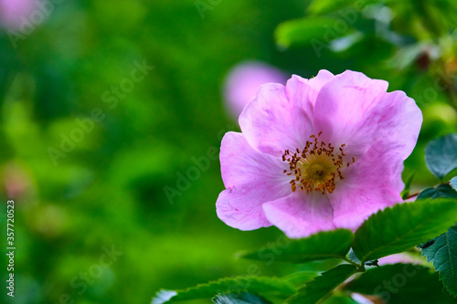 close-up of wildflowers general planm view on top
