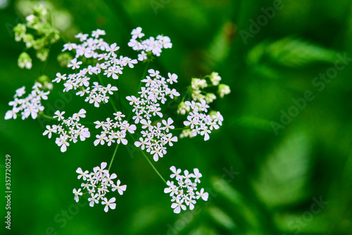 close-up of wildflowers general planm view on top photo