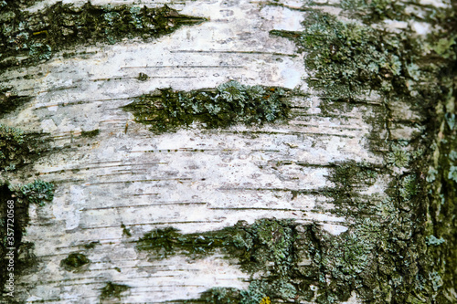 birch bark texture general plan color nature