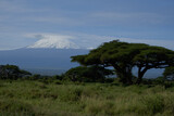  Amboseli - Big Five Safari -Kilimanjaro African bush elephant Loxodonta africana