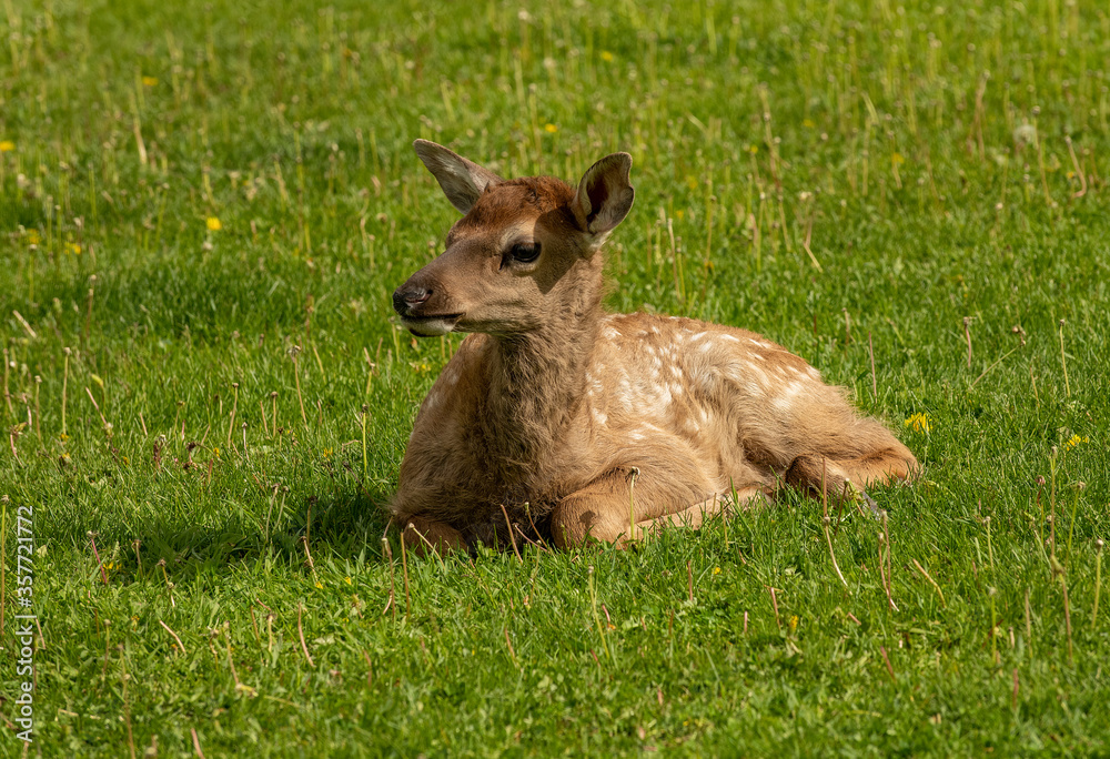 Springtime Elk with young calves Springtime Elk with young calves