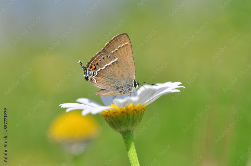Obraz premium Closeup beautiful butterfly sitting on the flower in a summer garden