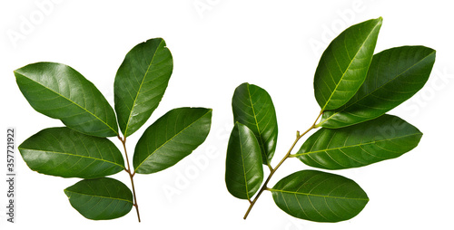 Rambutan leaves isolated on white background © runrun2