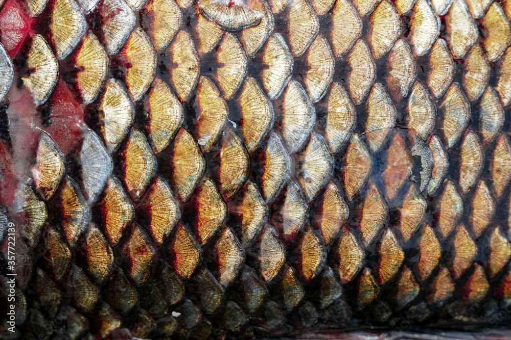 golden fish scales, texture solid background
golden fish scales, texture solid background