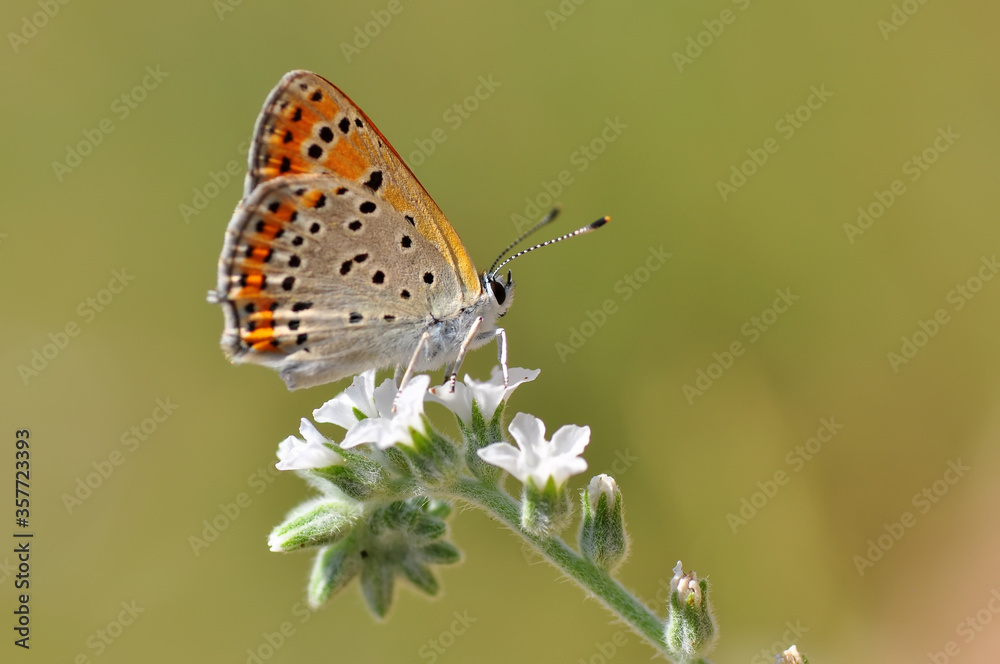 Closeup beautiful butterfly sitting on the flower in a summer garden
Closeup beautiful butterfly sitting on the flower in a summer garden