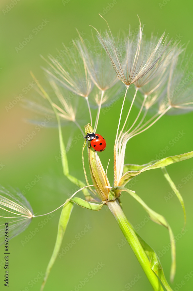 Fototapeta premium Beautiful ladybug on leaf defocused background