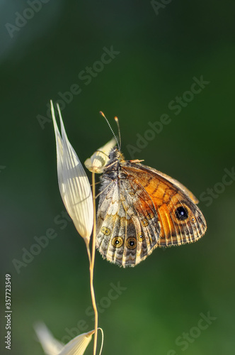 Closeup beautiful butterfly sitting on the flower in a summer garden

