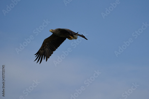 White tailed Eagle Catching eel Raptor Lake Hunting Flying photo
