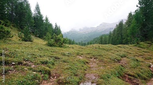 Alpine landscape after heavy rain. Puddles in clay soil, wet grass, bright green spruce trees and mountain silhouettes in dense fog