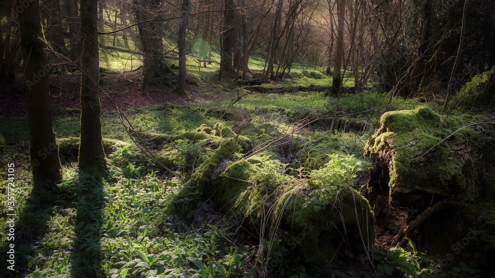 Fototapeta premium Forest Floor