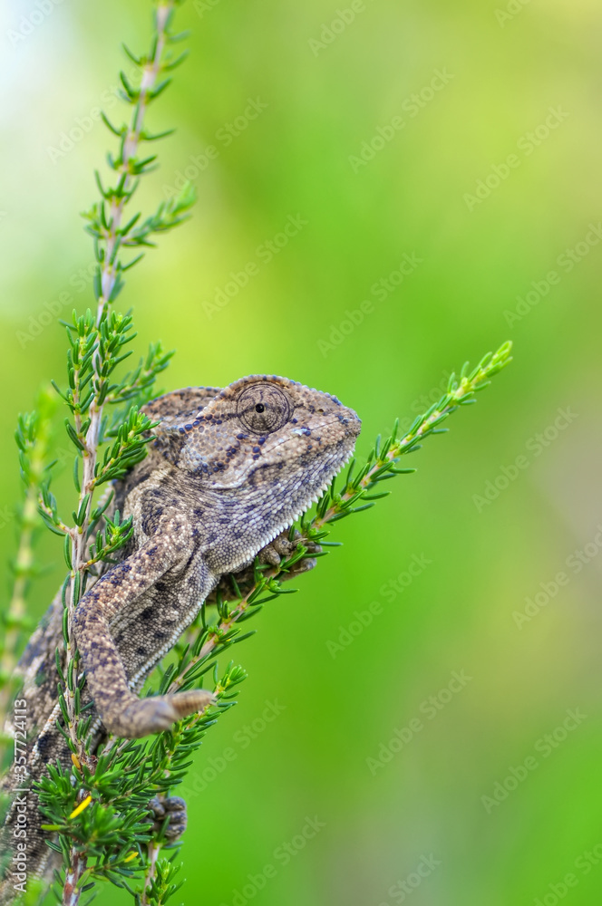 Macro shots, Beautiful nature scene green chameleon Macro shots, Beautiful nature scene green chameleon
