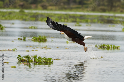 African Fish Sea Eagle Catching Fish Lake Hunting Haliaeetus vocifer