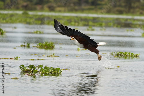 African Fish Sea Eagle Catching Fish Lake Hunting Haliaeetus vocifer photo