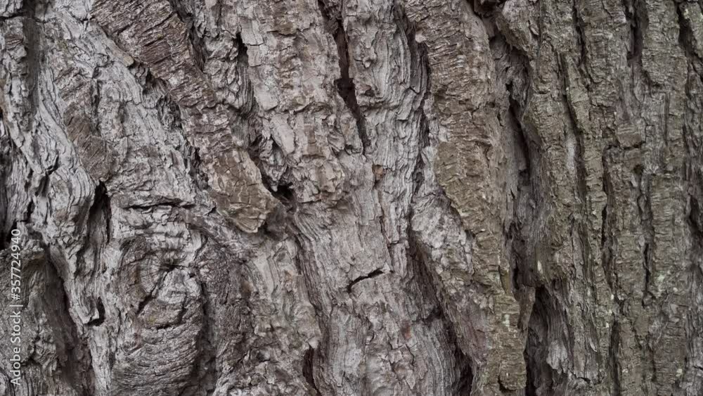 Coniferous bark with wrinkles and cracks closeup in the forest. Textural natural pine abstract background. Dolly camera movement Coniferous bark with wrinkles and cracks closeup in the forest. Textural natural pine abstract background. Dolly camera movement
