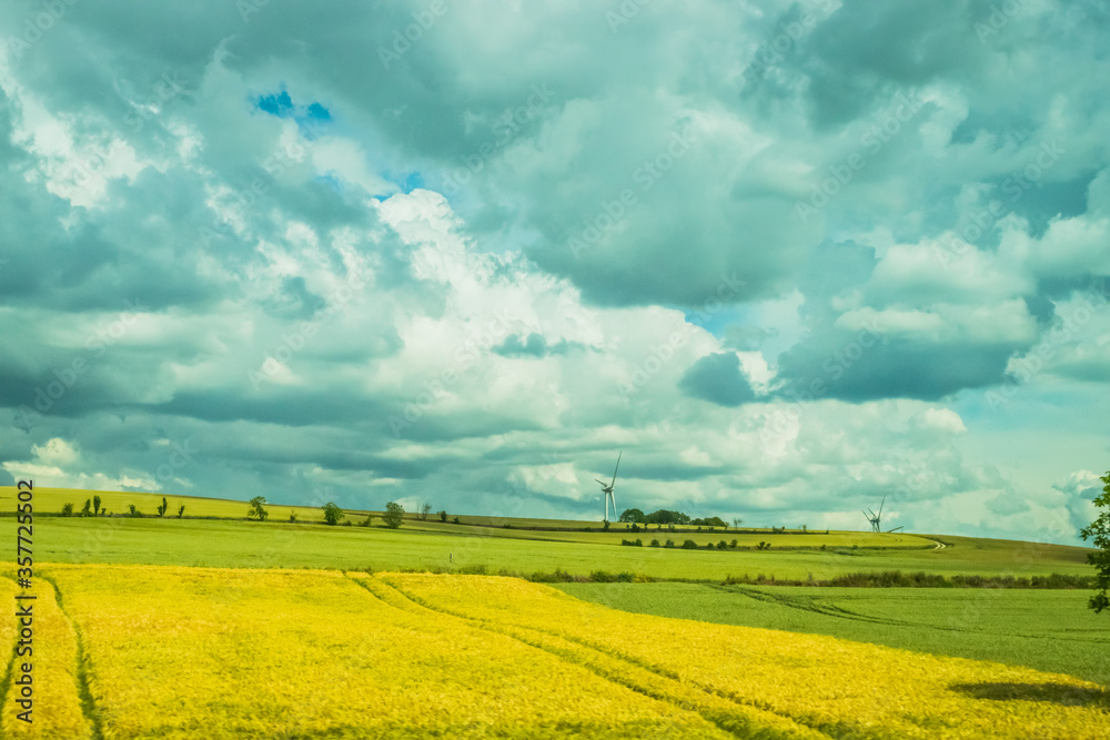Obraz premium rape field and blue sky