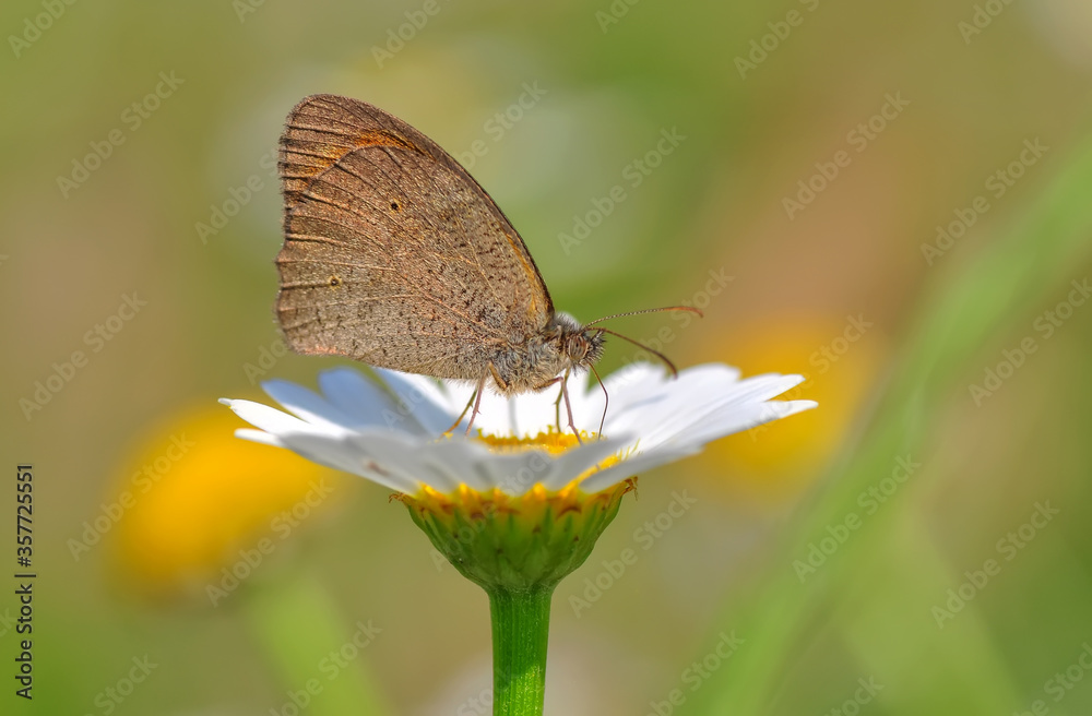 Closeup beautiful butterfly sitting on the flower in a summer garden

