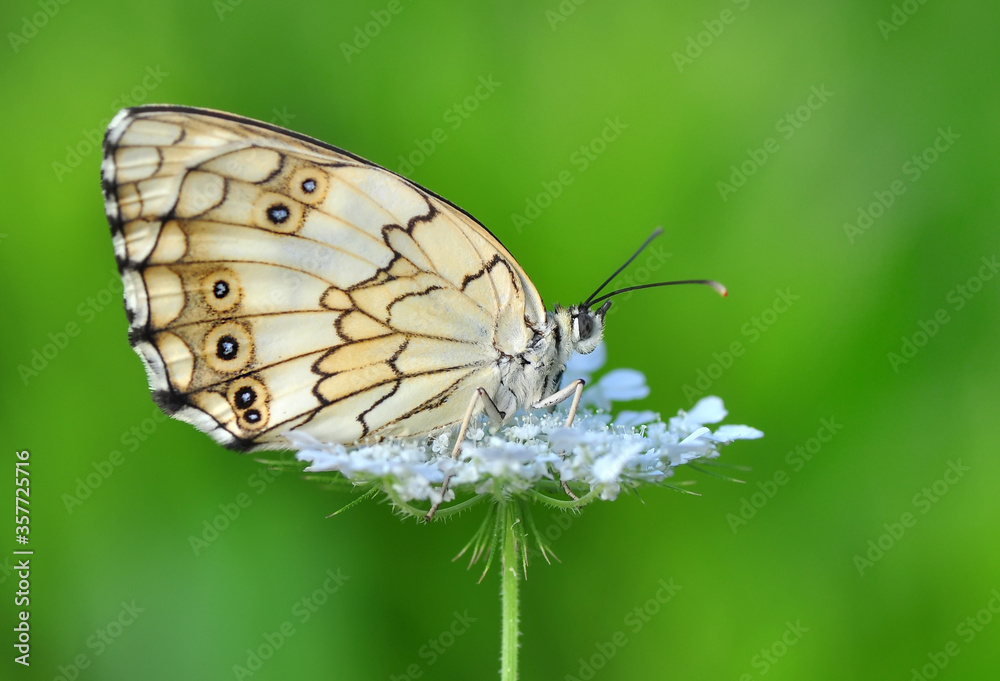 Obraz premium Closeup beautiful butterfly sitting on the flower in a summer garden