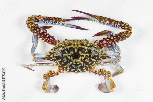 The flower crab or blue crab, Portunus pelagicus