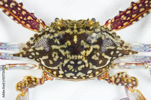 Flower crab, Blue swimmer crab (Portunus pelagicus) isolated on white background